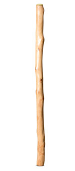 Earl Clements Didgeridoo (EC488)